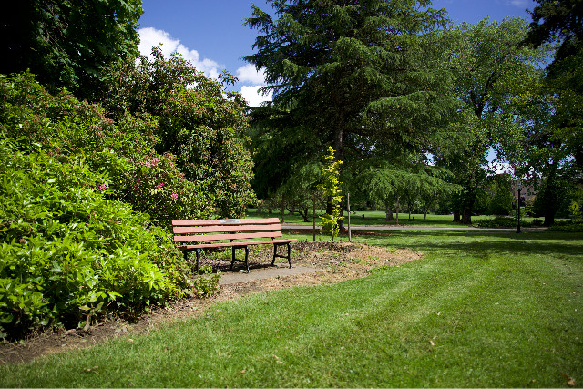 wide sweeping lawn with trees and shrubs surrounding a bench