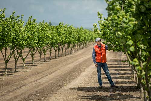 person standing in an orchard examining a tree