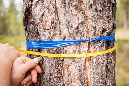 hands holding a measuring tape around a tree