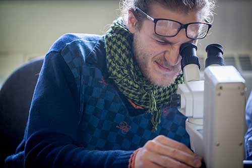 person with glasses lifted off their eyes to peer into a microscope