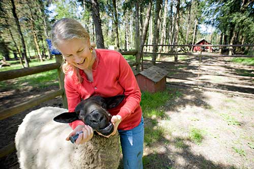 person holding a sheep's head to administer medicine into its mouth with a syringe 