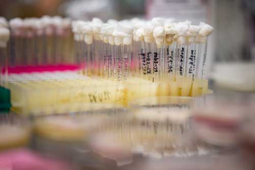 dozens of glass test tubes labeled with Sharpie and topped with cotton balss